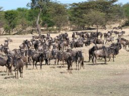 Bologonja_Seronera2009-56